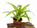 Catopsis morreniana - wiwarium, terrarium