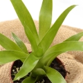 Catopsis morreniana - wiwarium, terrarium
