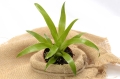 Catopsis morreniana - wiwarium, terrarium