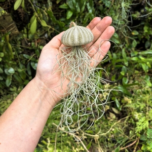 Tillandsia usneoides  - PREZENT, dekoracja, airplant