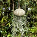 Tillandsia usneoides  - PREZENT, dekoracja, airplant