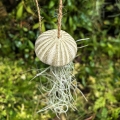 Tillandsia usneoides  - PREZENT, dekoracja, airplant