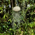 Tillandsia usneoides  - PREZENT, dekoracja, airplant