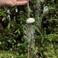 Tillandsia usneoides  - PREZENT, dekoracja, airplant