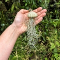 Tillandsia usneoides  - PREZENT, dekoracja, airplant