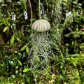 Tillandsia usneoides  - PREZENT, dekoracja, airplant