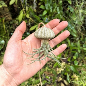 Tillandsia pruinosa  - PREZENT, dekoracja, airplant