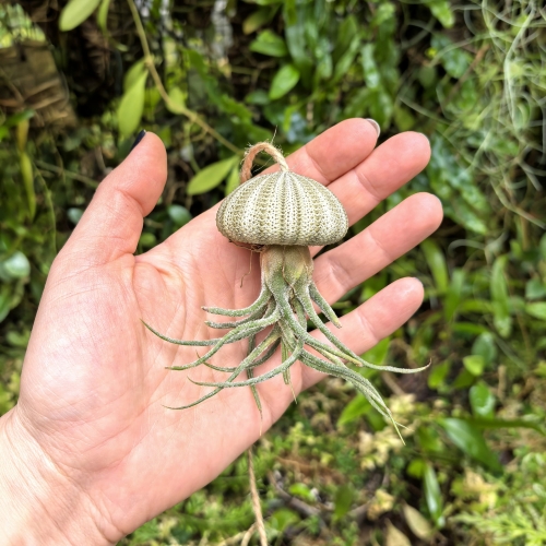 Tillandsia pruinosa  - PREZENT, dekoracja, airplant