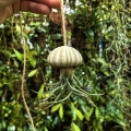 Tillandsia pruinosa  - PREZENT, dekoracja, airplant
