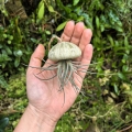 Tillandsia bandensis  - PREZENT, dekoracja, airplant