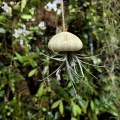 Tillandsia bandensis  - PREZENT, dekoracja, airplant