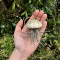 Tillandsia bandensis  - PREZENT, dekoracja, airplant