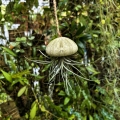 Tillandsia bandensis  - PREZENT, dekoracja, airplant
