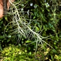Tillandsia caerulea (kępa) na gałązce - PREZENT, dekoracja wnętrz