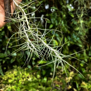 Tillandsia caerulea (kępa) na gałązce - PREZENT, dekoracja wnętrz