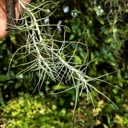 Tillandsia caerulea (kępa) na gałązce - PREZENT, dekoracja wnętrz