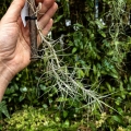 Tillandsia caerulea (kępa) na gałązce - PREZENT, dekoracja wnętrz