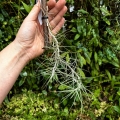 Tillandsia caerulea (kępa) na gałązce - PREZENT, dekoracja wnętrz