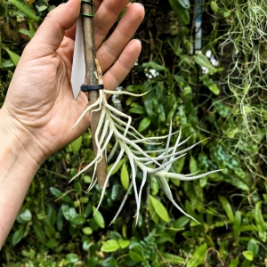 Tillandsia landbeckii na gałązce - PREZENT, dekoracja wnętrz