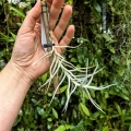 Tillandsia landbeckii na gałązce - PREZENT, dekoracja wnętrz