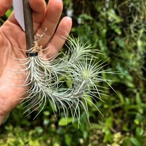 Tillandsia funckiana (kępa) na gałązce - PREZENT, dekoracja wnętrz