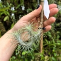 Tillandsia funckiana (kępa) na gałązce - PREZENT, dekoracja wnętrz