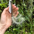 Tillandsia funckiana (kępa) na gałązce - PREZENT, dekoracja wnętrz