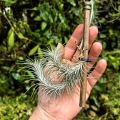 Tillandsia funckiana (kępa) na gałązce - PREZENT, dekoracja wnętrz