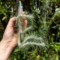 Tillandsia funckiana (kępa) na gałązce - PREZENT, dekoracja wnętrz