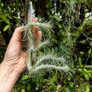 Tillandsia funckiana (kępa) na gałązce - PREZENT, dekoracja wnętrz