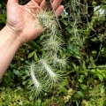 Tillandsia funckiana (kępa) na gałązce - PREZENT, dekoracja wnętrz