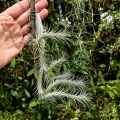 Tillandsia funckiana (kępa) na gałązce - PREZENT, dekoracja wnętrz