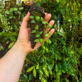 RZADKOŚĆ Dischidia hirsuta na podkładce - terrarium, paludarium