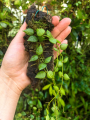 RZADKOŚĆ Dischidia hirsuta na podkładce - terrarium, paludarium