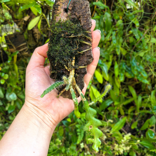 Epiphyllum anguliger na podkłace - terrarium, paludarium