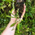 Epiphyllum anguliger na podkłace - terrarium, paludarium