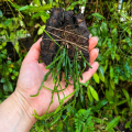 Rhipsalis sp. na podkładce - terrarium, paludarium