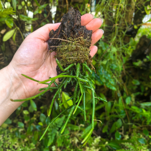 Rhipsalis cassutha (syn. Rhipsalis baccifera) na podkładce - terrarium, paludarium