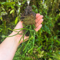 Rhipsalis cassutha (syn. Rhipsalis baccifera) na podkładce - terrarium, paludarium