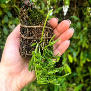 Rhipsalis burchellii na podkładce - terrarium, paludarium
