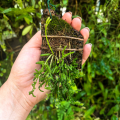 Rhipsalis burchellii na podkładce - terrarium, paludarium
