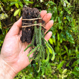 Rhipsalis pilocarpa na podkładce - terrarium, paludarium