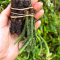 Rhipsalis pilocarpa na podkładce - terrarium, paludarium