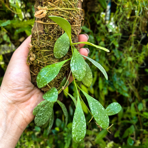 Hoya sigillatis 'Round Leaves' (Borneo) na podkłace - terrarium, paludarium