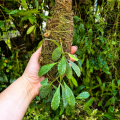 Hoya sigillatis 'Round Leaves' (Borneo) na podkłace - terrarium, paludarium
