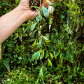 Hoya sigillatis 'Round Leaves' (Borneo) na podkłace - terrarium, paludarium