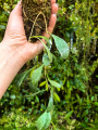 Hoya sigillatis 'Round Leaves' (Borneo) na podkłace - terrarium, paludarium