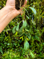 Hoya sigillatis 'Round Leaves' (Borneo) na podkłace - terrarium, paludarium