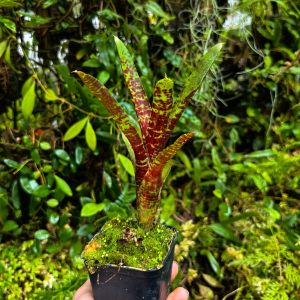 Neoregelia 'SF Hybrid' - terrarium, parapet