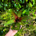 Neoregelia 'SF Hybrid' - terrarium, parapet